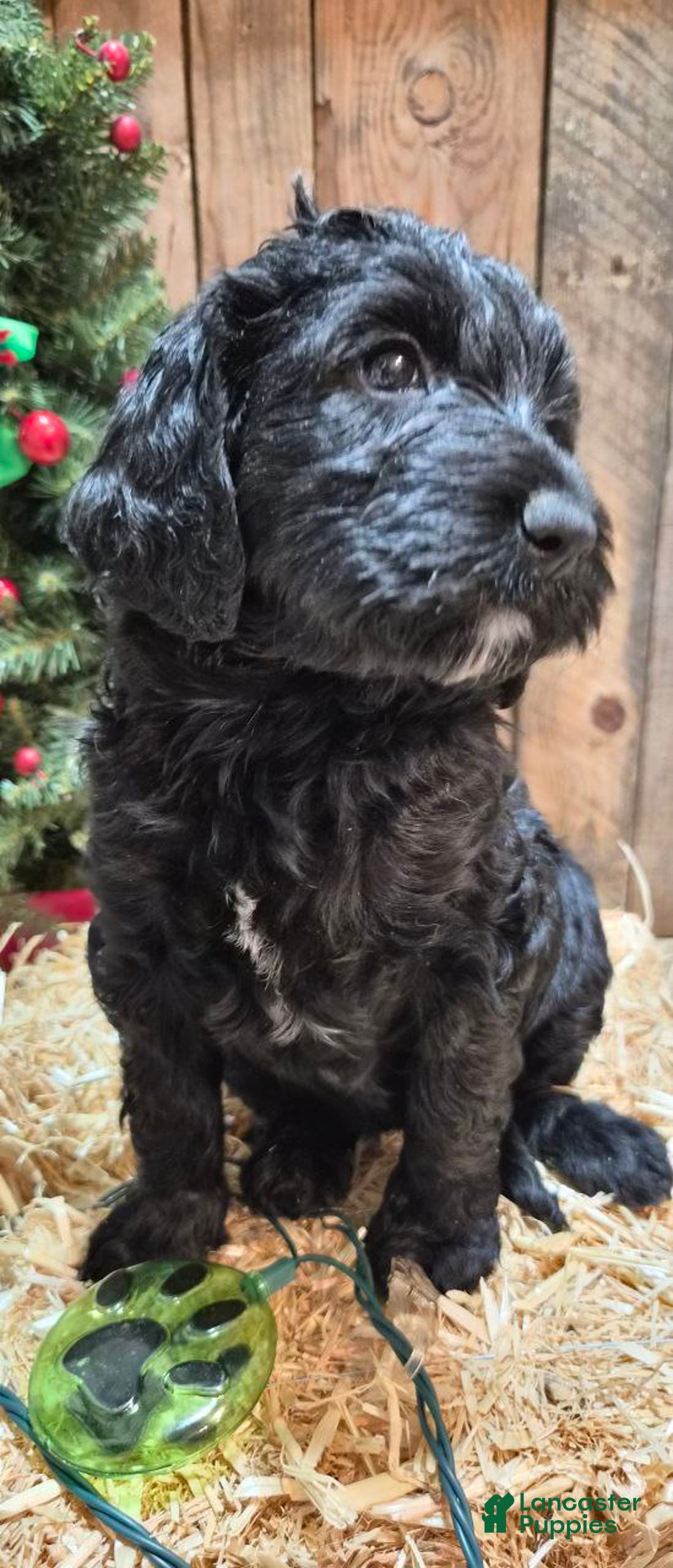 Goldendoodle dogs for sale: Luna  - Ad 3