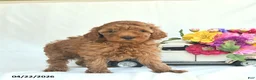 Toy Poodle dogs for sale: Posie  - Ad 5