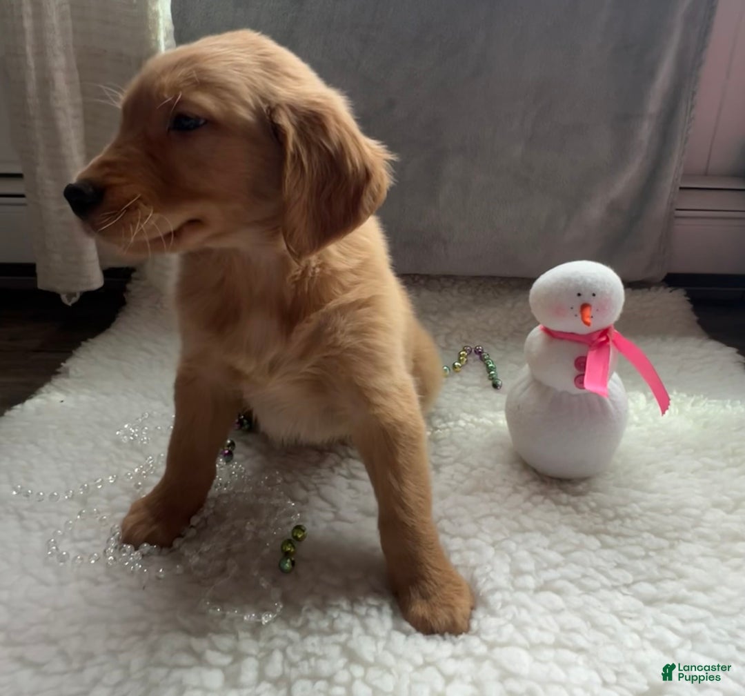 Golden Retriever dogs for sale: Max - Ad 5