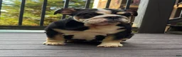 English Bulldog dogs for sale: Raven - Ad 4