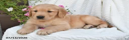 Golden Retriever dogs for sale: Champ - Ad 2