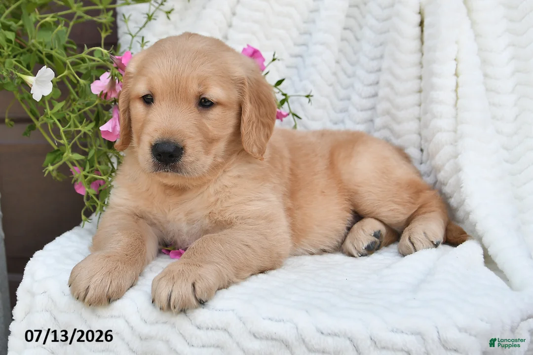 Golden Retriever dogs for sale: Champ - Ad 2