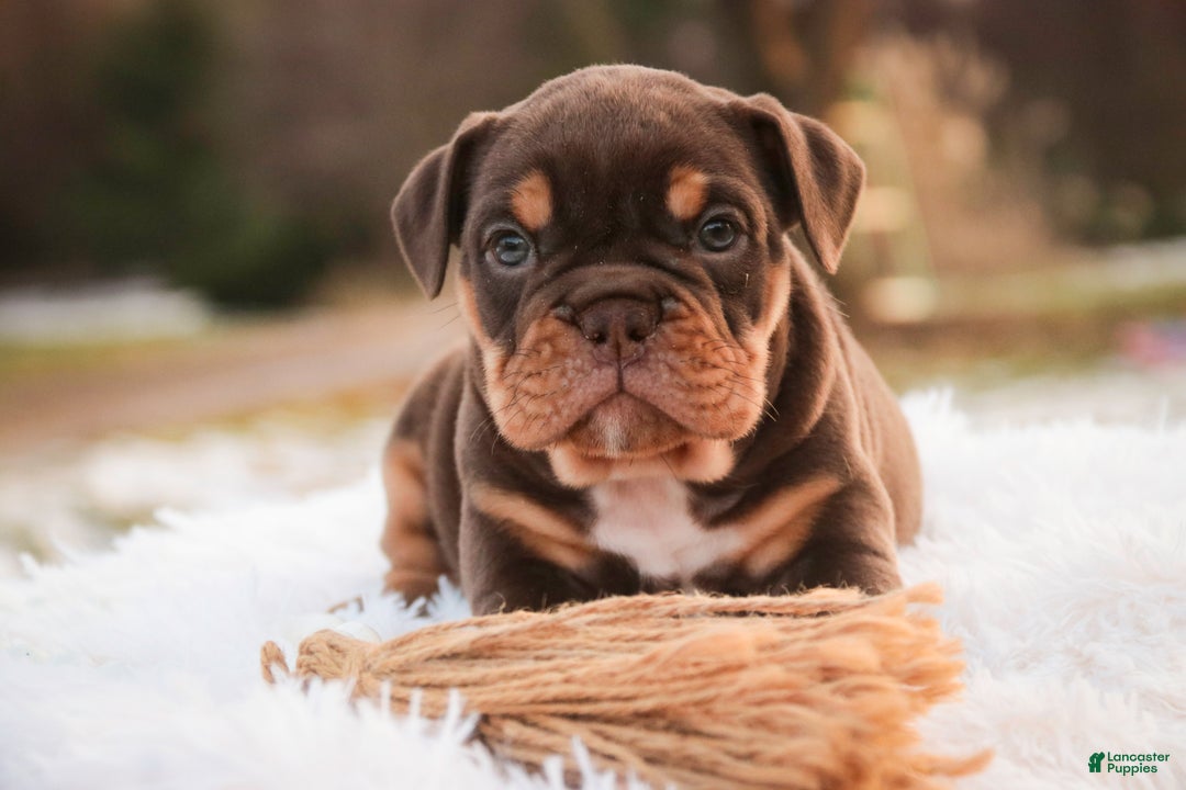 English Bulldog dogs for sale: Glamour - Ad 4
