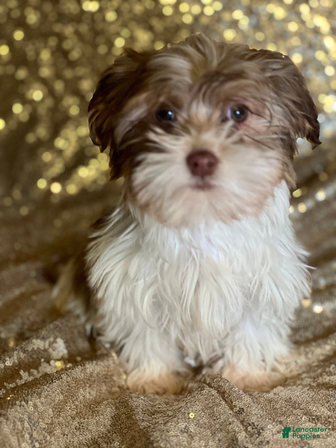 Havanese dogs for sale: Kisses - Ad 1