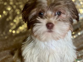 Havanese dogs Kisses - Ad 39