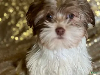 Havanese dogs Kisses - Ad 34