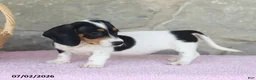 Miniature Dachshund dogs for sale: Carrie - Ad 2