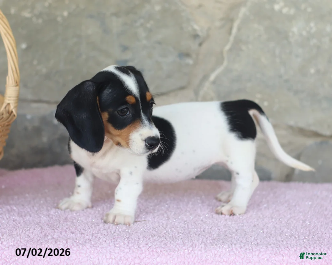Miniature Dachshund dogs for sale: Carrie - Ad 2