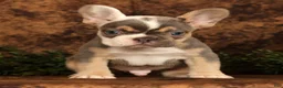 French Bulldog dogs for sale: Mojo - Ad 5