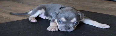 Arvada "Arvie"