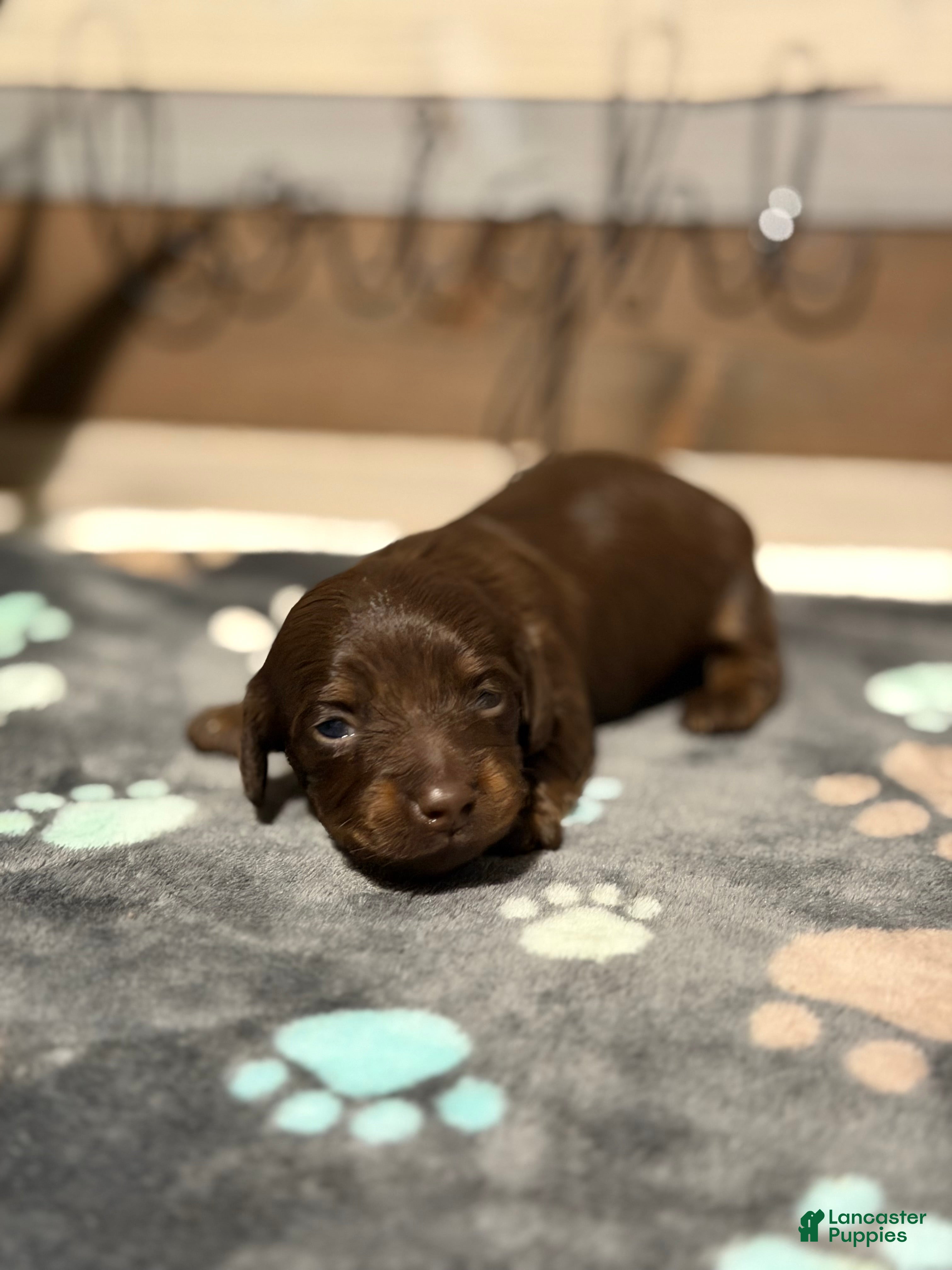 Miniature Dachshund dogs Kona - Ad 2