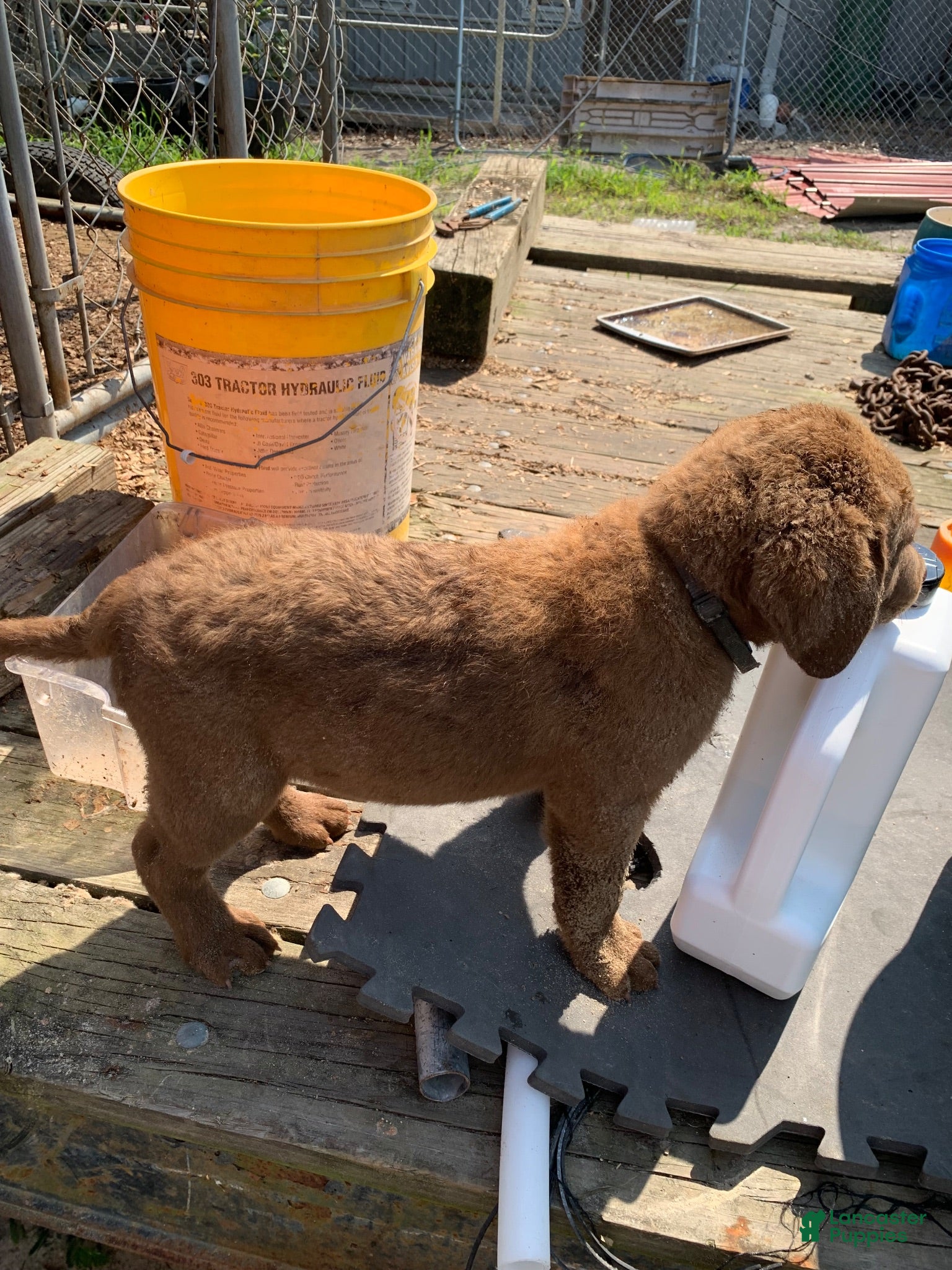 Chesapeake Bay Retriever dogs Chesapeake Bay Retriever 5 - Ad 8