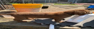 Chesapeake Bay Retriever 5