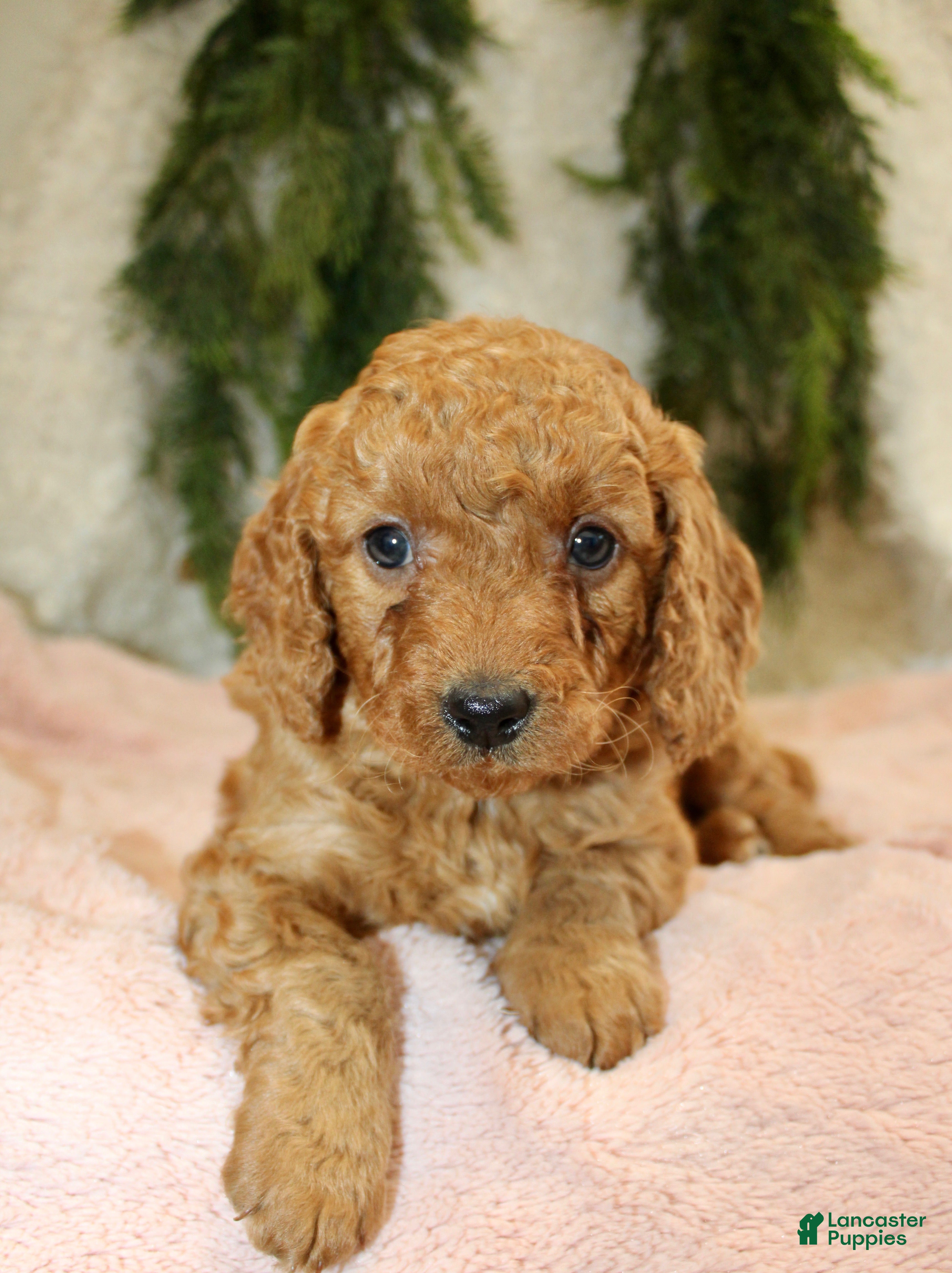 Mini Goldendoodle dogs Mini Goldendoodle Puppy 6 - Ad 17