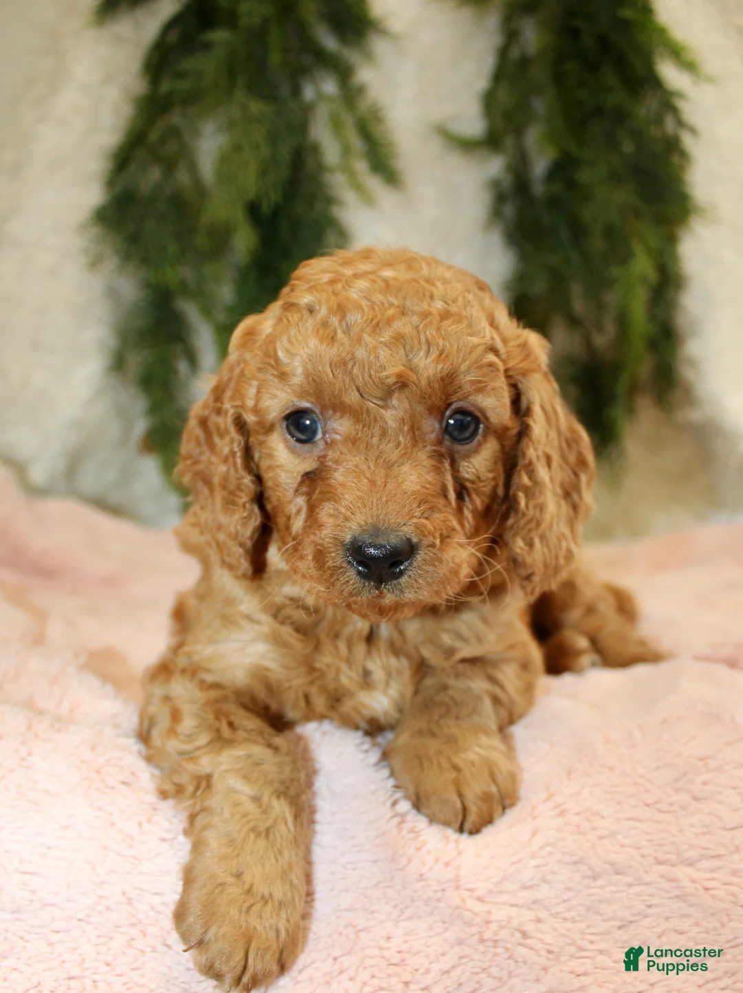 Mini Goldendoodle dogs for sale: Mini Goldendoodle Puppy 6 - Ad 1