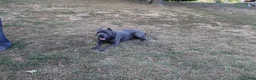 Cane Corso dogs for sale: Blanchard - Ad 8