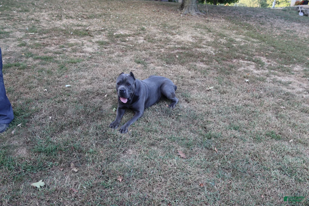 Cane Corso dogs for sale: Blanchard - Ad 8