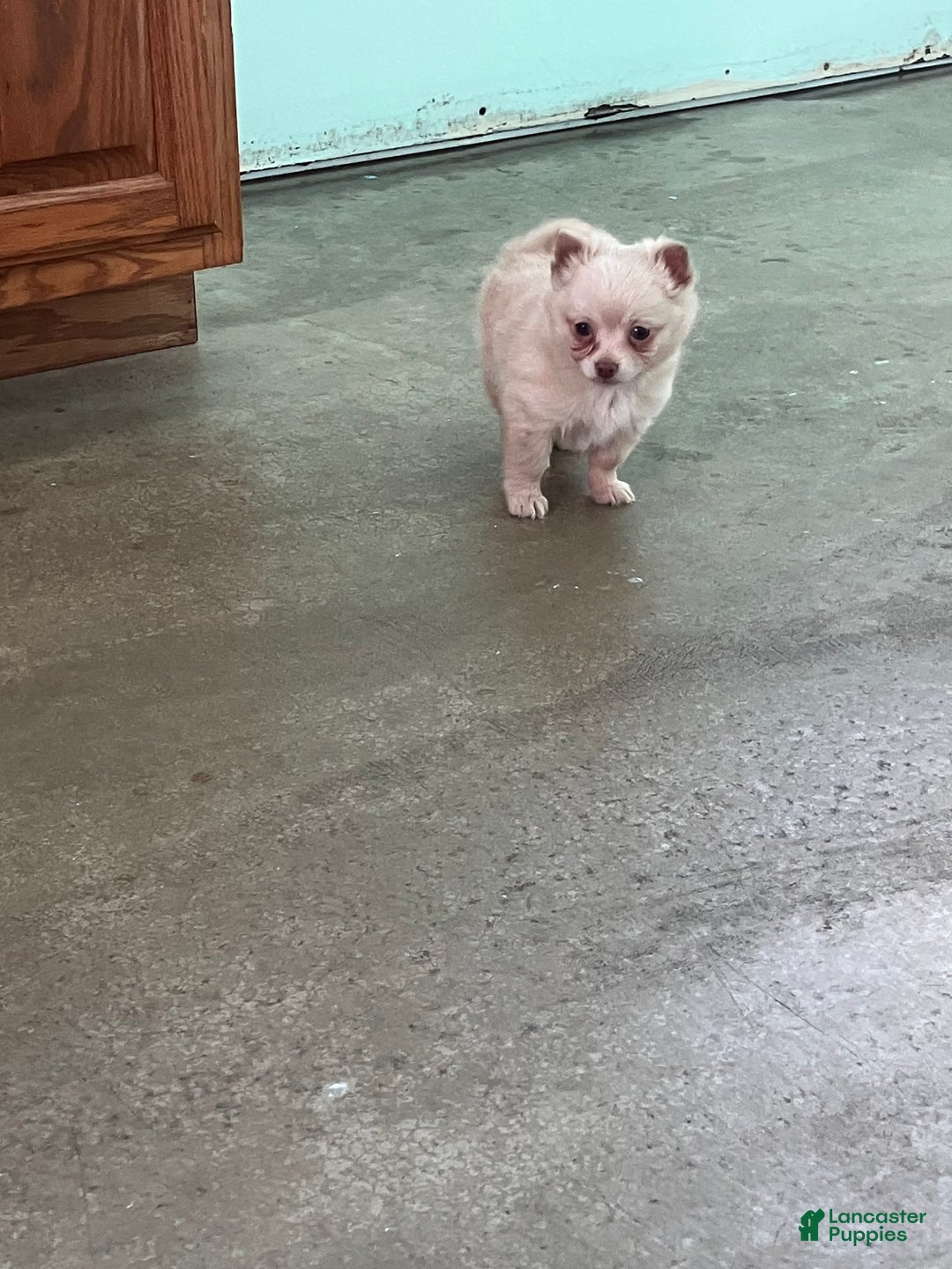 Chihuahua dogs for sale: Fuzz Ball - Ad 3