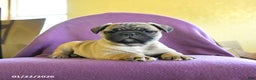 Frug dogs for sale: Texas - Ad 1