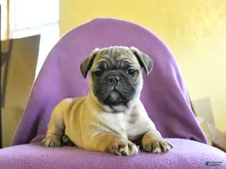 Frug dogs Texas - Ad 1