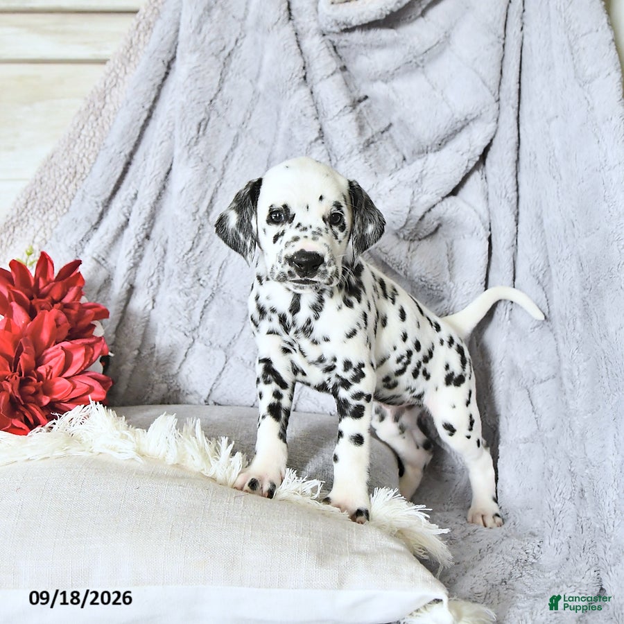 Dalmatian dogs Daisy - Ad 2