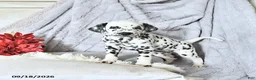 Dalmatian dogs for sale: Daisy - Ad 2