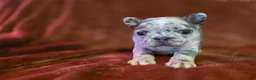 French Bulldog dogs for sale: Ruby - Ad 3
