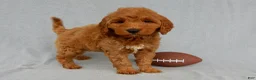 Mini Goldendoodle dogs for sale: Bryce-MEDIUM - Ad 7