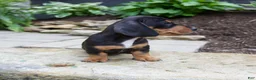 Miniature Dachshund dogs for sale: Grady - Ad 7