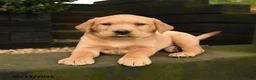 Labrador Retriever dogs for sale: Ginger - Ad 2