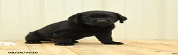 Labrador Retriever dogs for sale: Bubbles - Ad 4