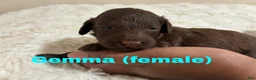 Mixed Breed dogs for sale: Gemma - Ad 1