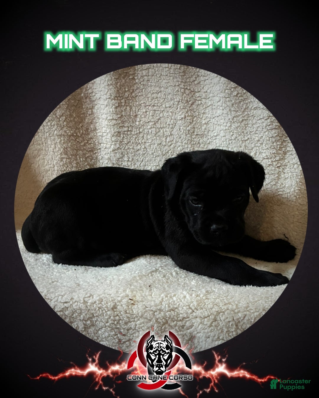 Cane Corso dogs Cane Corso Puppy 11 - Ad 20