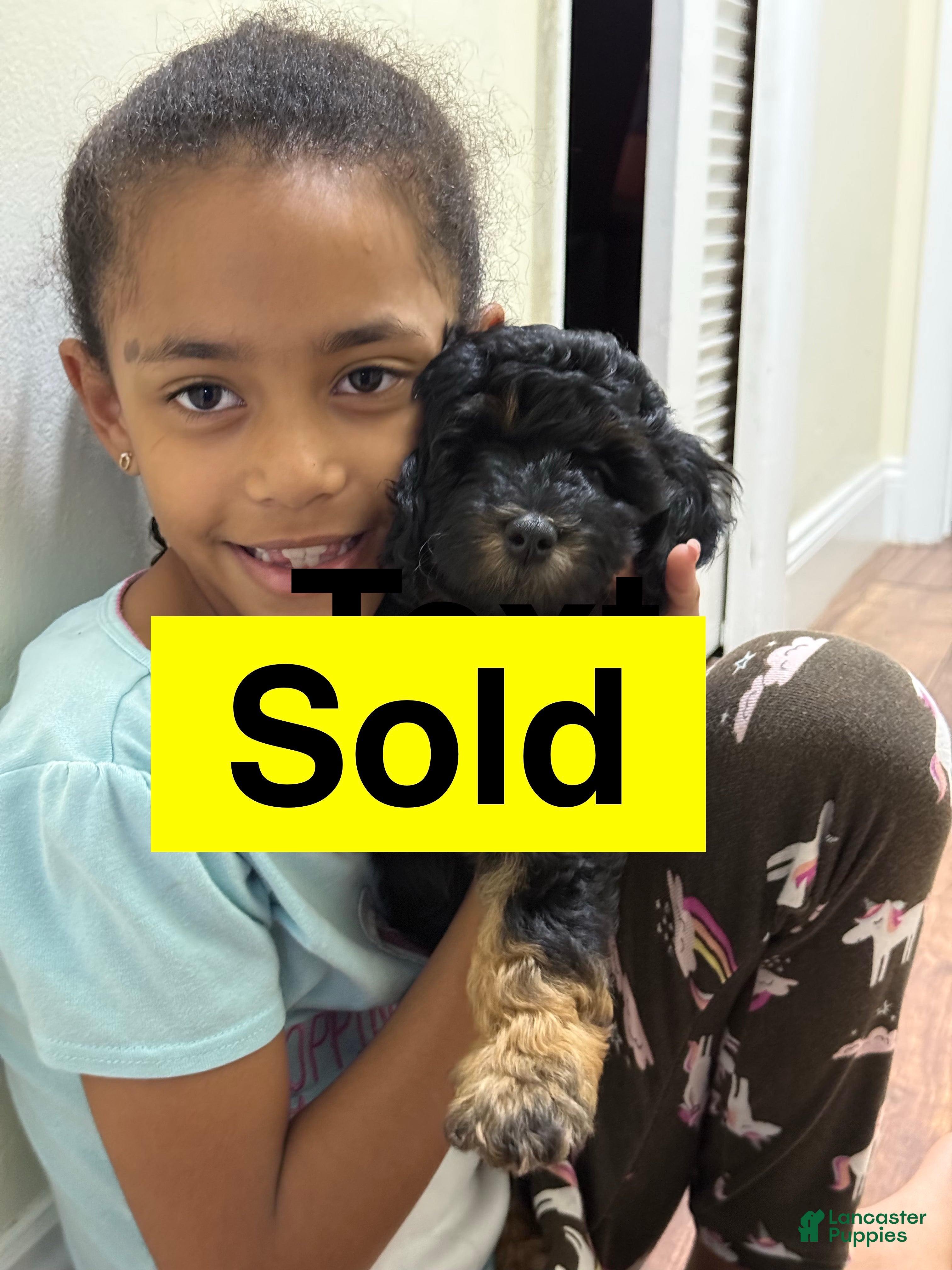 Mini Goldendoodle dogs Mini Goldendoodle Puppy 4 - Ad 1