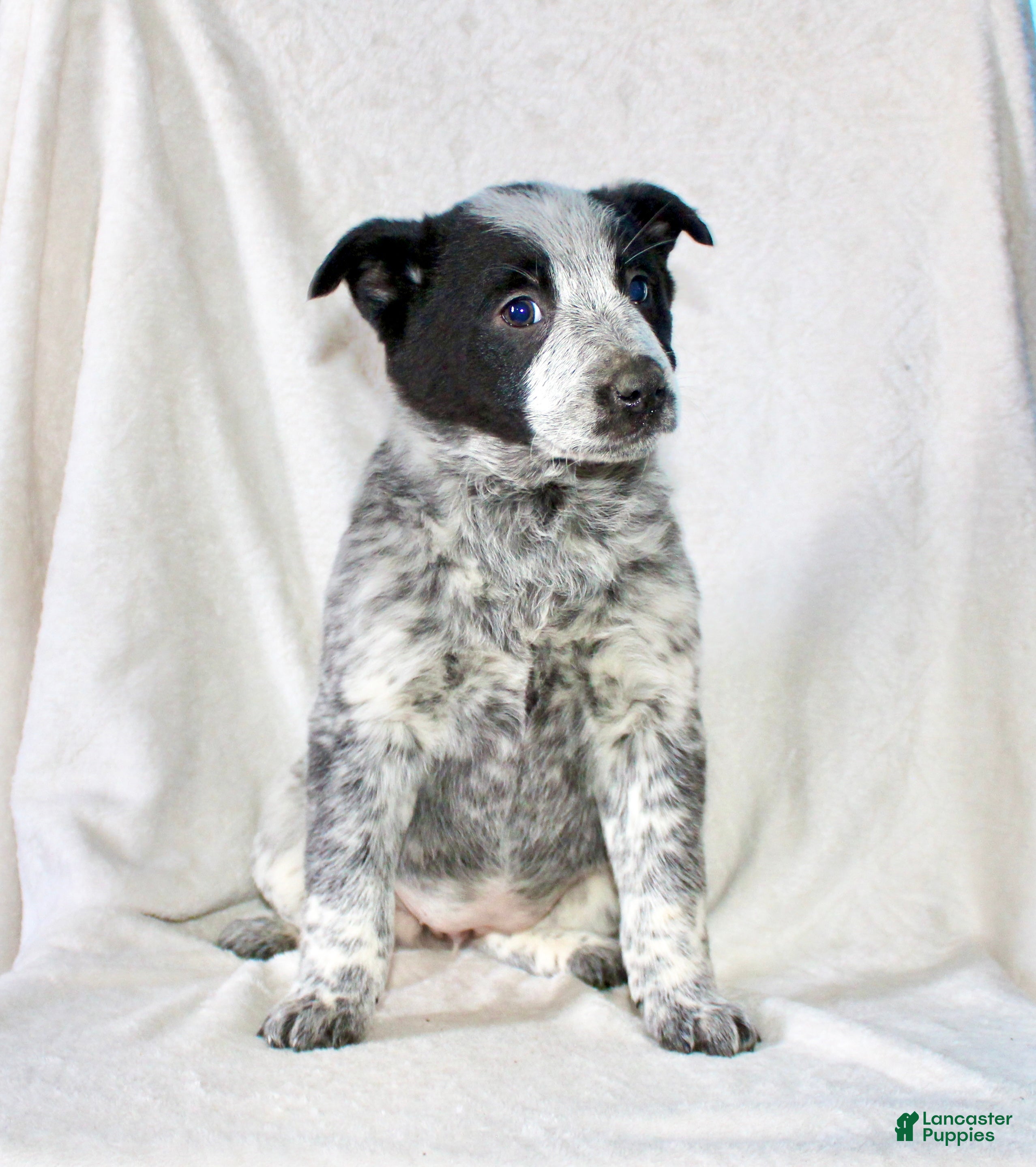 Australian Cattle Dog dogs Reba - Ad 2