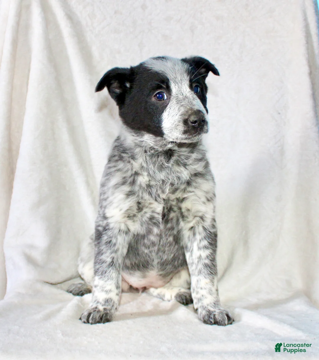 Australian Cattle Dog dogs for sale: Reba - Ad 2