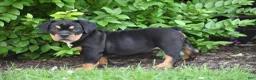 Beabull dogs for sale: Champ - Ad 9