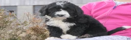 Mini Bernedoodle dogs for sale: Mini Bernedoodle Denver - Ad 14