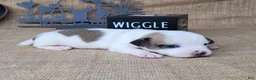 Jack Russell Terrier dogs for sale: Jinx purebred JRT - Ad 6
