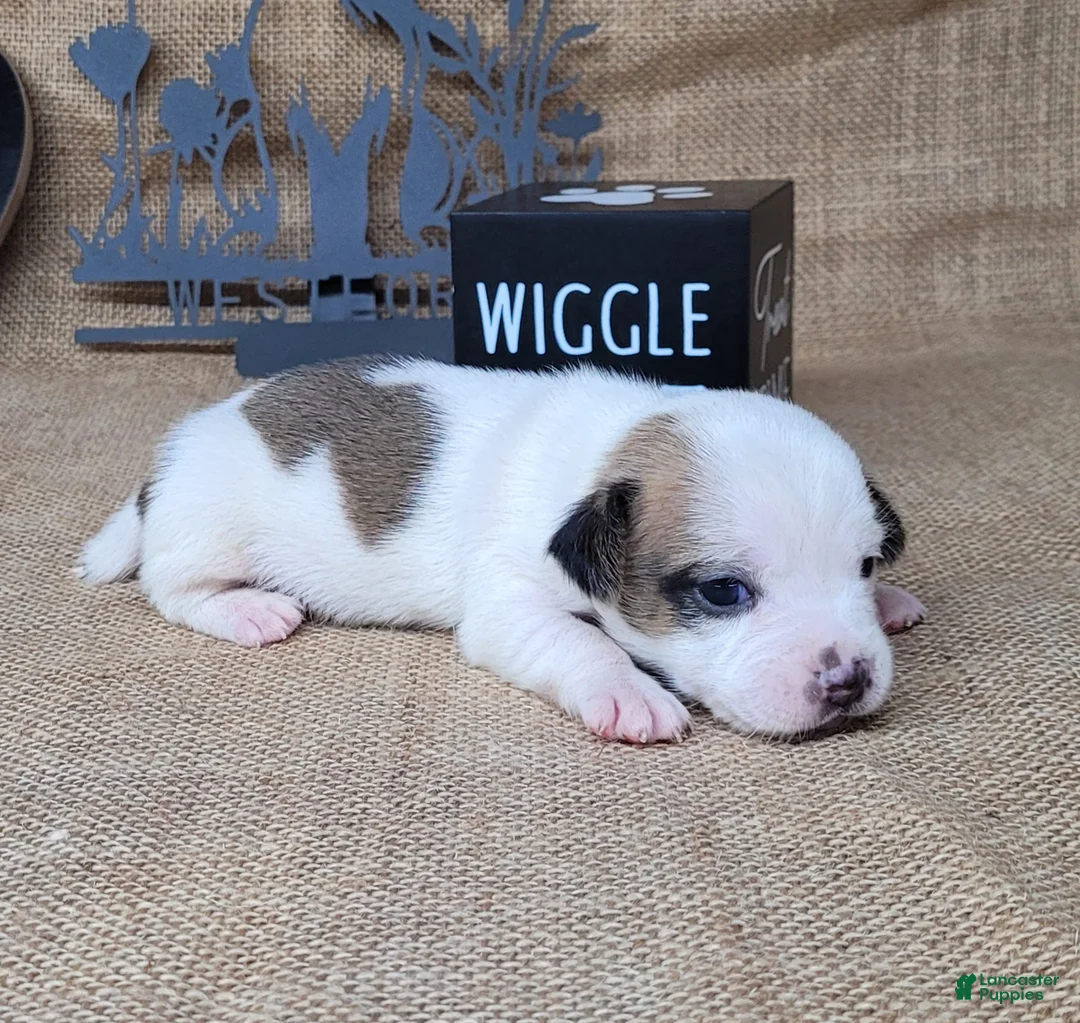 Jack Russell Terrier dogs for sale: Jinx purebred JRT - Ad 6