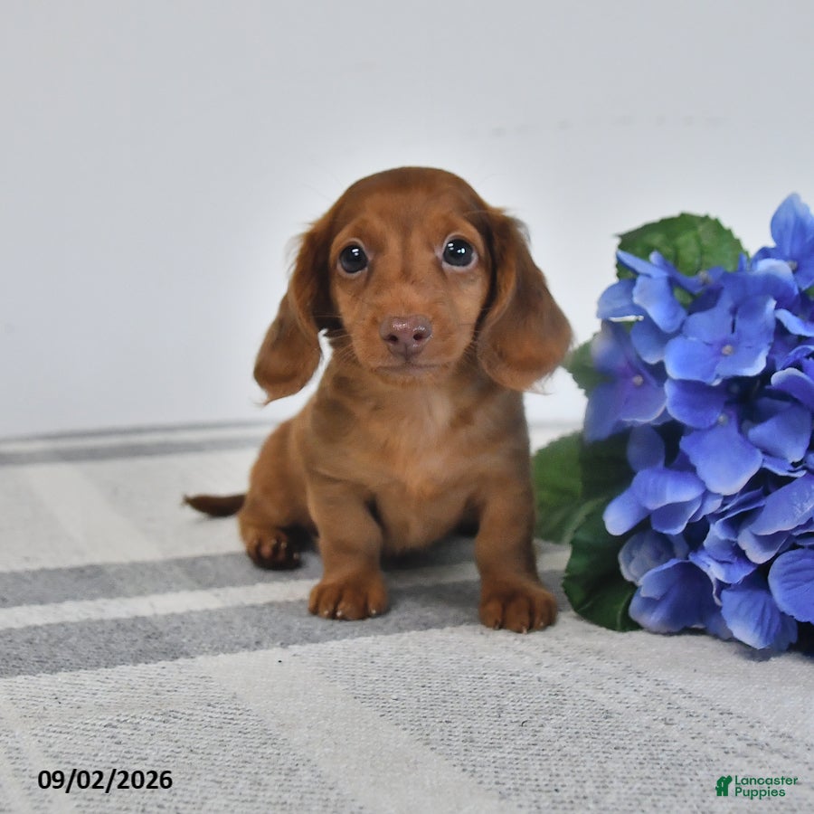 Miniature Dachshund dogs Tyson - Ad 1
