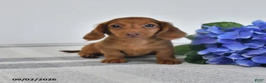 Tyson