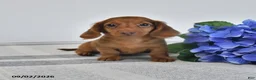 Miniature Dachshund dogs for sale: Tyson - Ad 1
