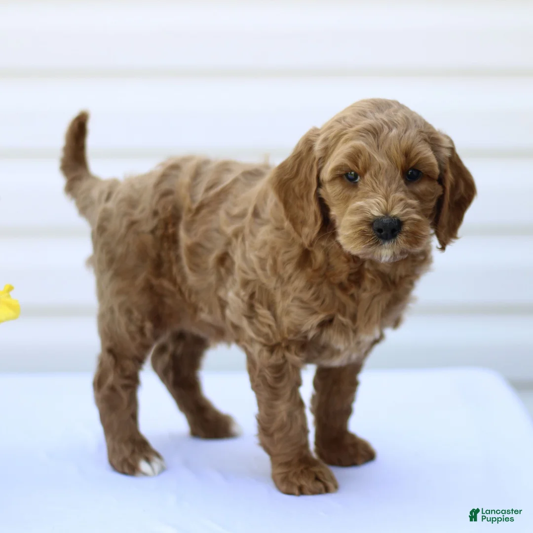 Mini Goldendoodle dogs for sale: Super  - Ad 2