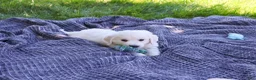 Golden Retriever dogs for sale: Oak - Ad 6