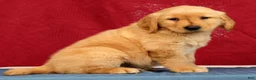 Golden Retriever dogs for sale: Ben - Ad 4