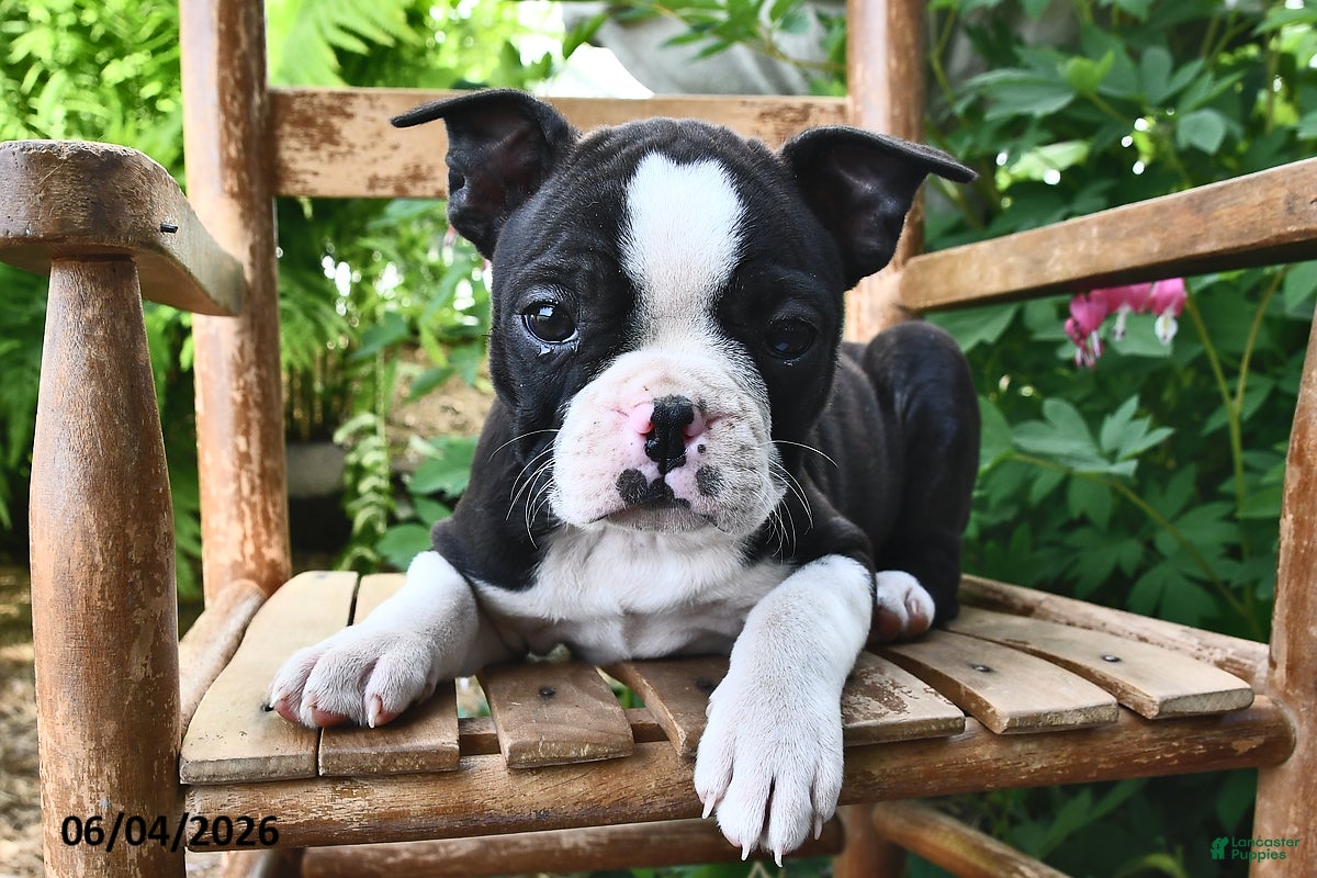 Boston Terrier dogs for sale: Princess - Ad 1