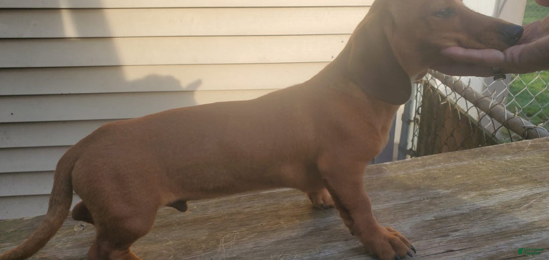 Dachshund dogs for sale: Jolly - Ad 2