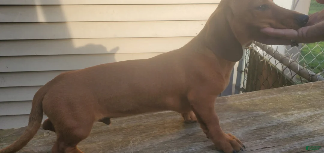 Dachshund dogs for sale: Jolly - Ad 2