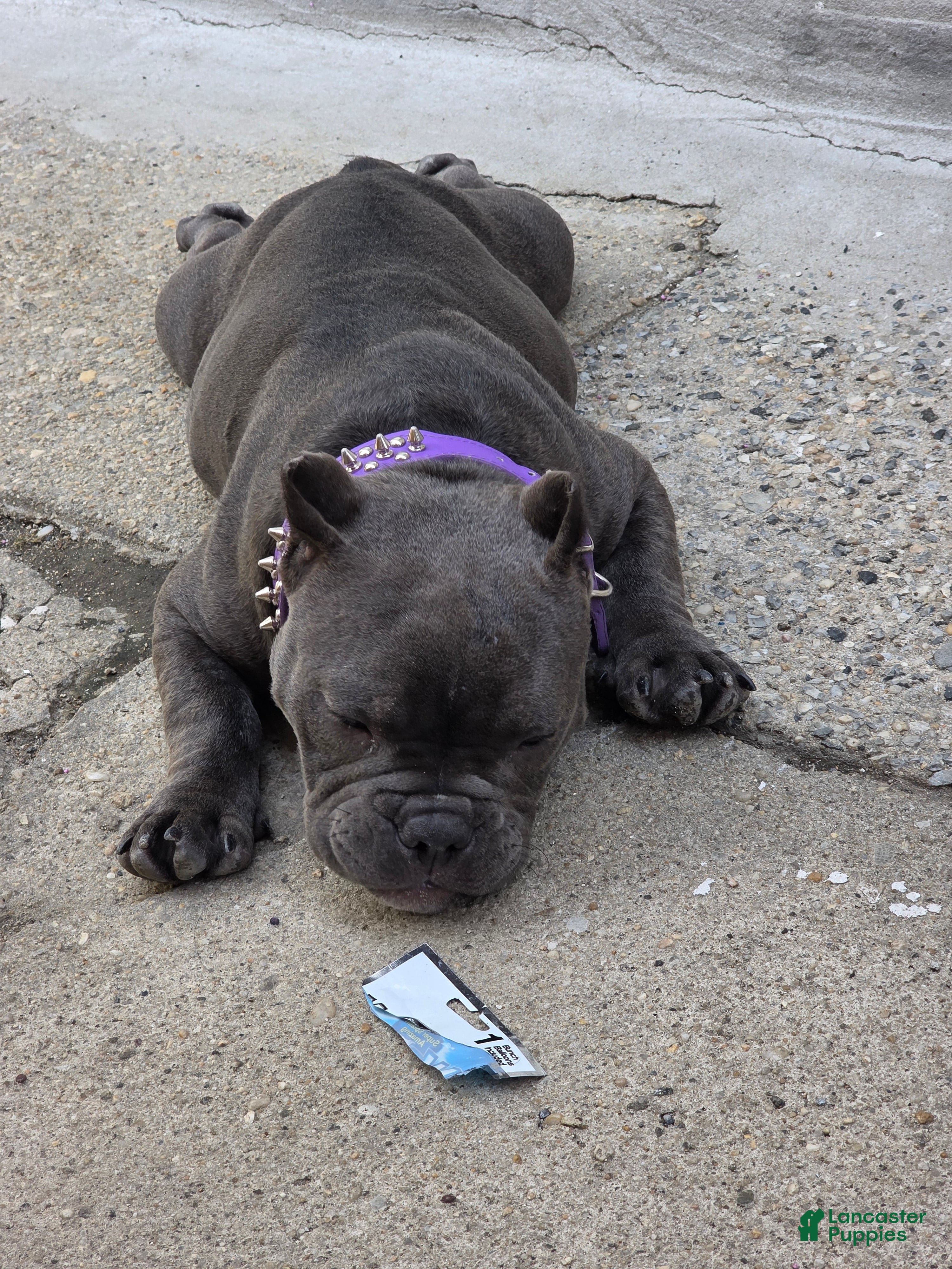 American Bully dogs for sale: American Bully 1 - Ad 1